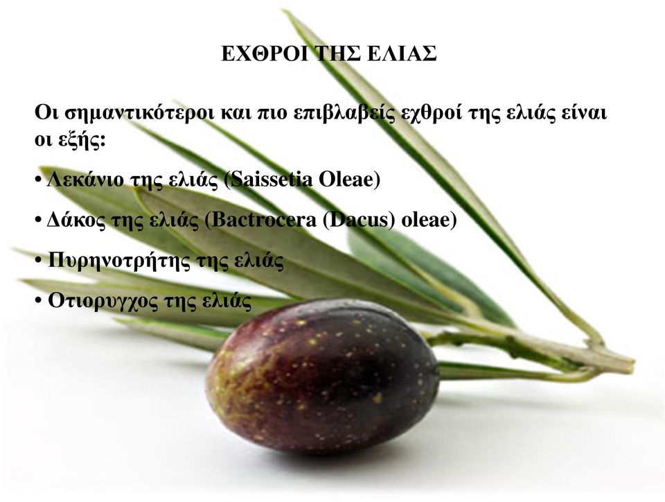 της ελιάς (Saissetia Oleae) άκος της ελιάς