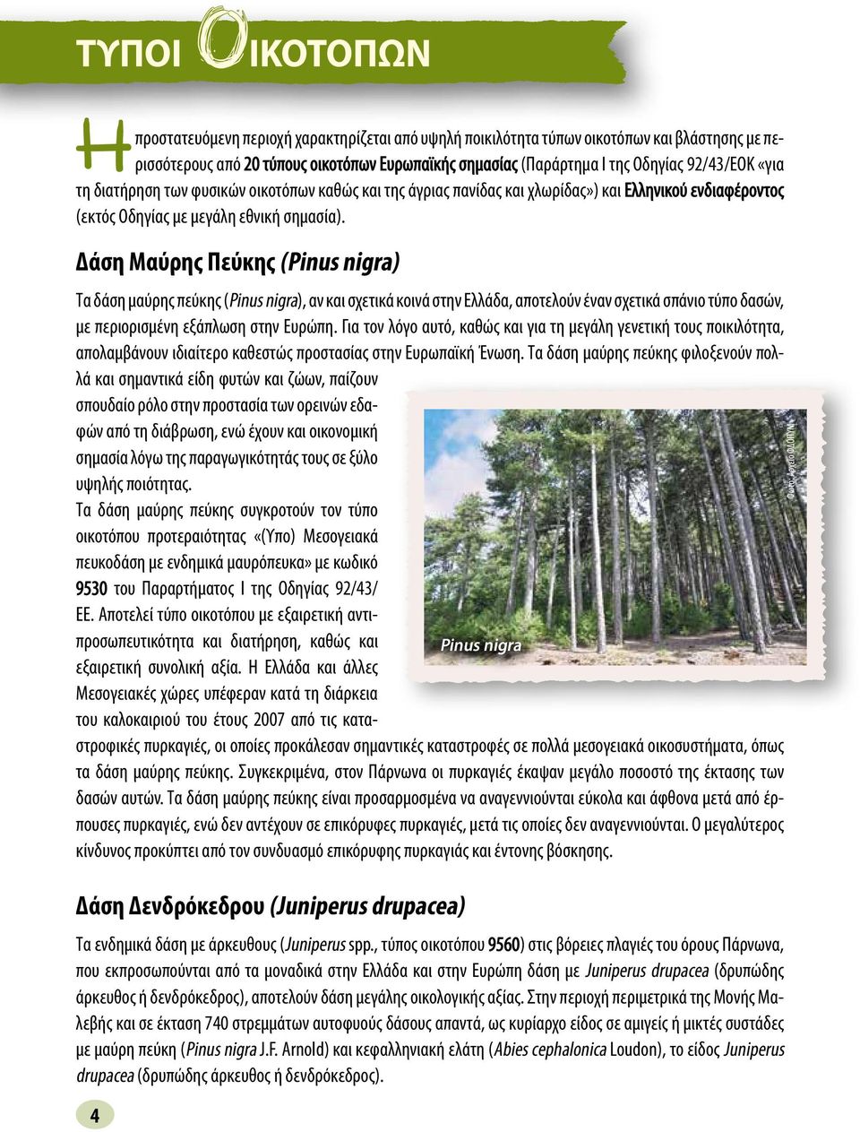 Δάση Μαύρης Πεύκης (Pinus nigra) Τα δάση μαύρης πεύκης (Pinus nigra), αν και σχετικά κοινά στην Ελλάδα, αποτελούν έναν σχετικά σπάνιο τύπο δασών, με περιορισμένη εξάπλωση στην Ευρώπη.