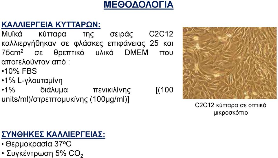 1% L-γλουταμίνη 1% διάλυμα πενικιλίνης [(100 units/ml)/στρεπτομυκίνης (100μg/ml)] C2C12