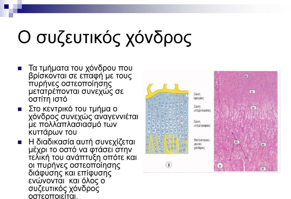 πολλαπλασιασμό των κυττάρων του Η διαδικασία αυτή συνεχίζεται μέχρι το οστό να φτάσει στην τελική του