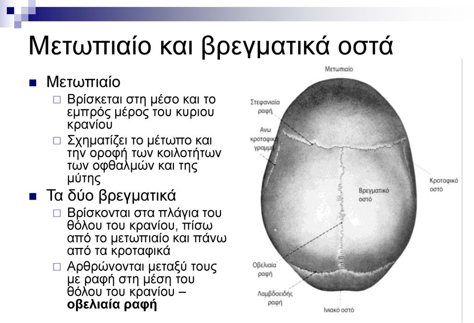 δύο βρεγματικά Βρίσκονται στα πλάγια του θόλου του κρανίου, πίσω από το μετωπιαίο και πάνω