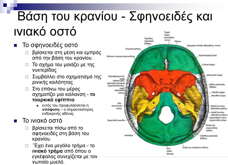 κοίλανση - το τουρκικό εφίππιο εντός του προφυλάσσεται η υπόφυση ο σημαντικότερος ενδοκρινής αδένας Το ινιακό οστό βρίσκεται