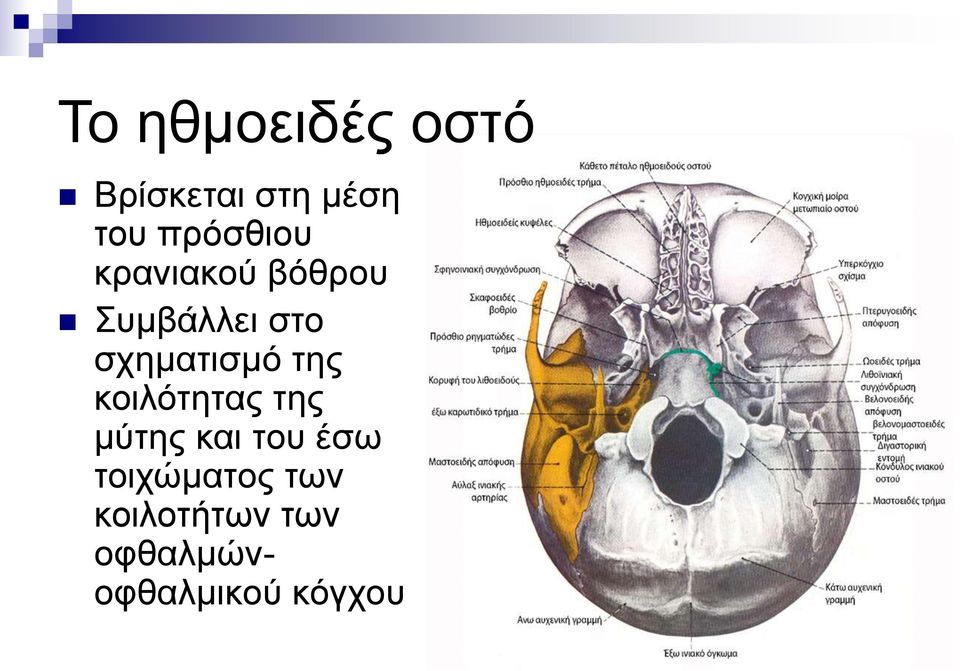 σχηματισμό της κοιλότητας της μύτης και του