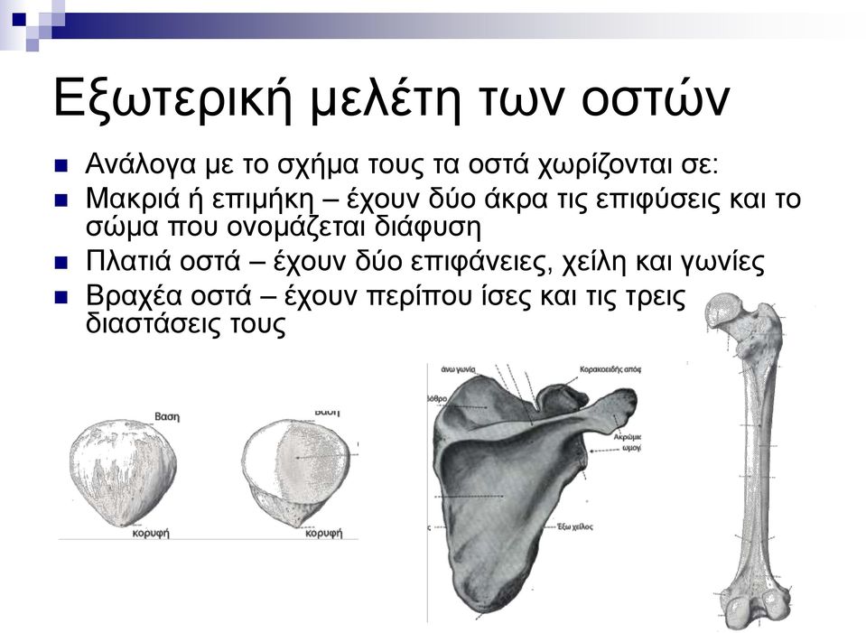 το σώμα που ονομάζεται διάφυση Πλατιά οστά έχουν δύο επιφάνειες,