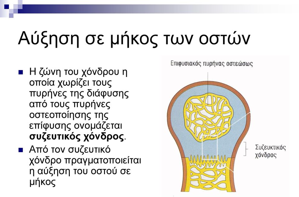 οστεοποίησης της επίφυσης ονομάζεται συζευτικός χόνδρος.