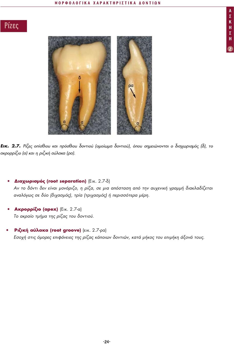 Διαχωρισμός (root separation) (Εικ.