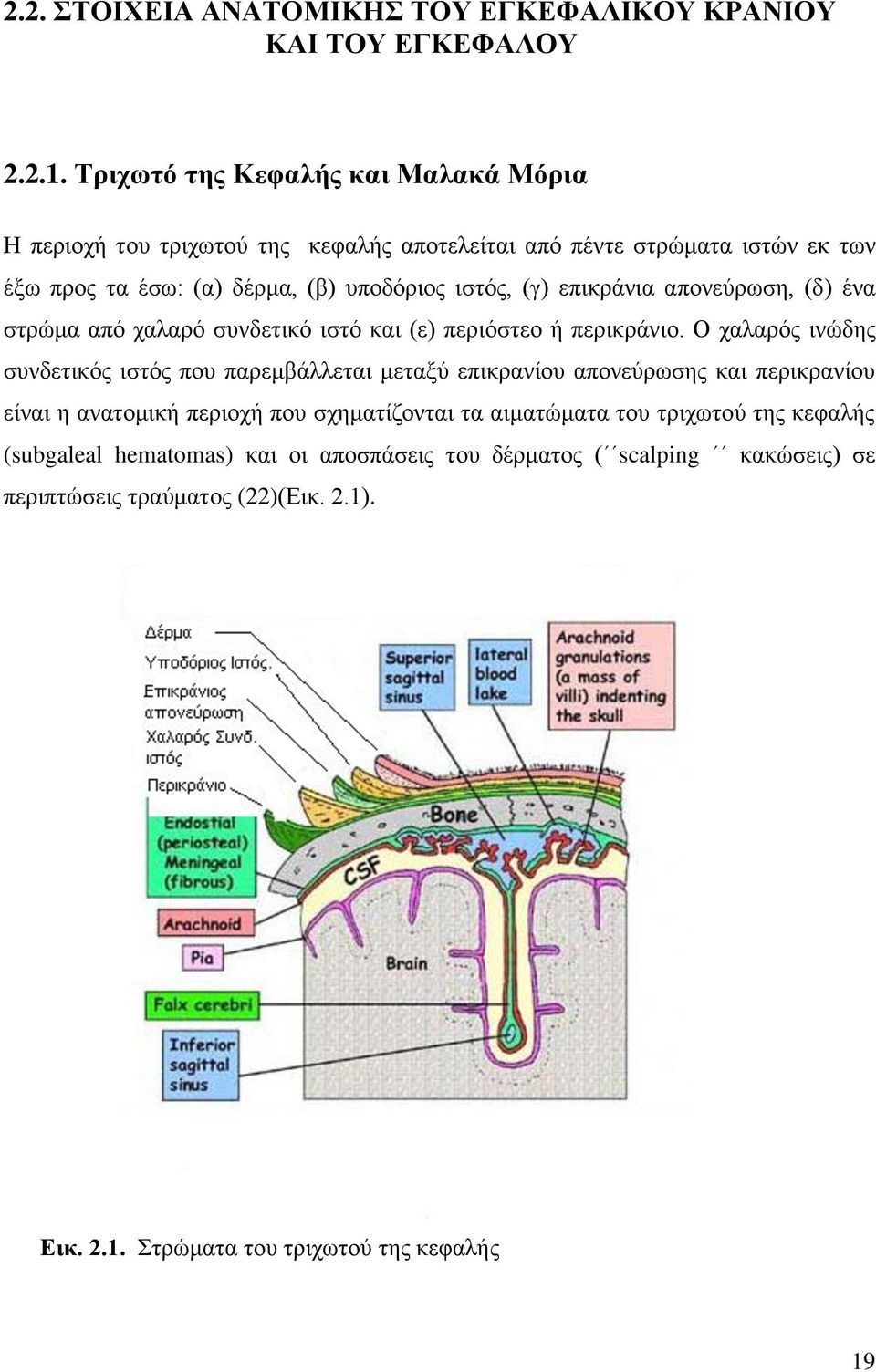 επικράνια απονεύρωση, (δ) ένα στρώμα από χαλαρό συνδετικό ιστό και (ε) περιόστεο ή περικράνιο.