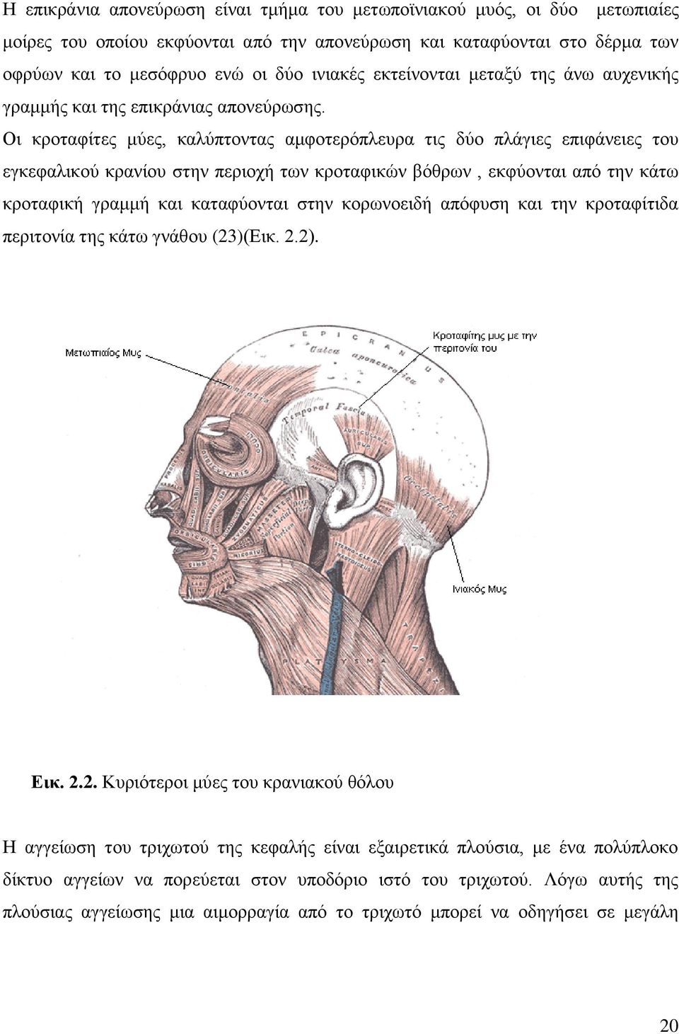 Οι κροταφίτες μύες, καλύπτοντας αμφοτερόπλευρα τις δύο πλάγιες επιφάνειες του εγκεφαλικού κρανίου στην περιοχή των κροταφικών βόθρων, εκφύονται από την κάτω κροταφική γραμμή και καταφύονται στην