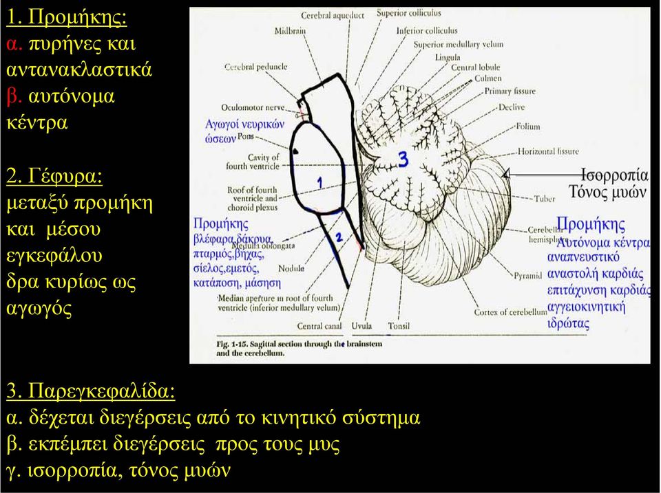 3. Παρεγκεφαλίδα: α.