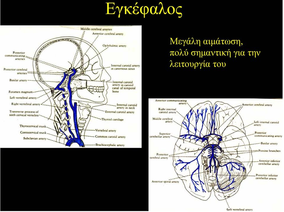 αιµάτωση, πολύ