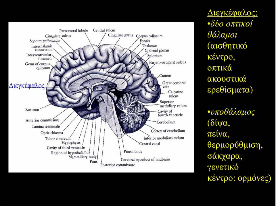 ερεθίσµατα) υποθάλαµος (δίψα, πείνα,