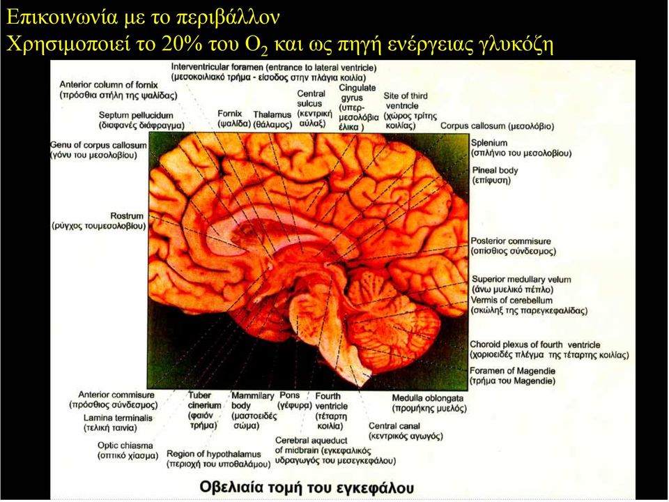 Χρησιµοποιεί το 20%