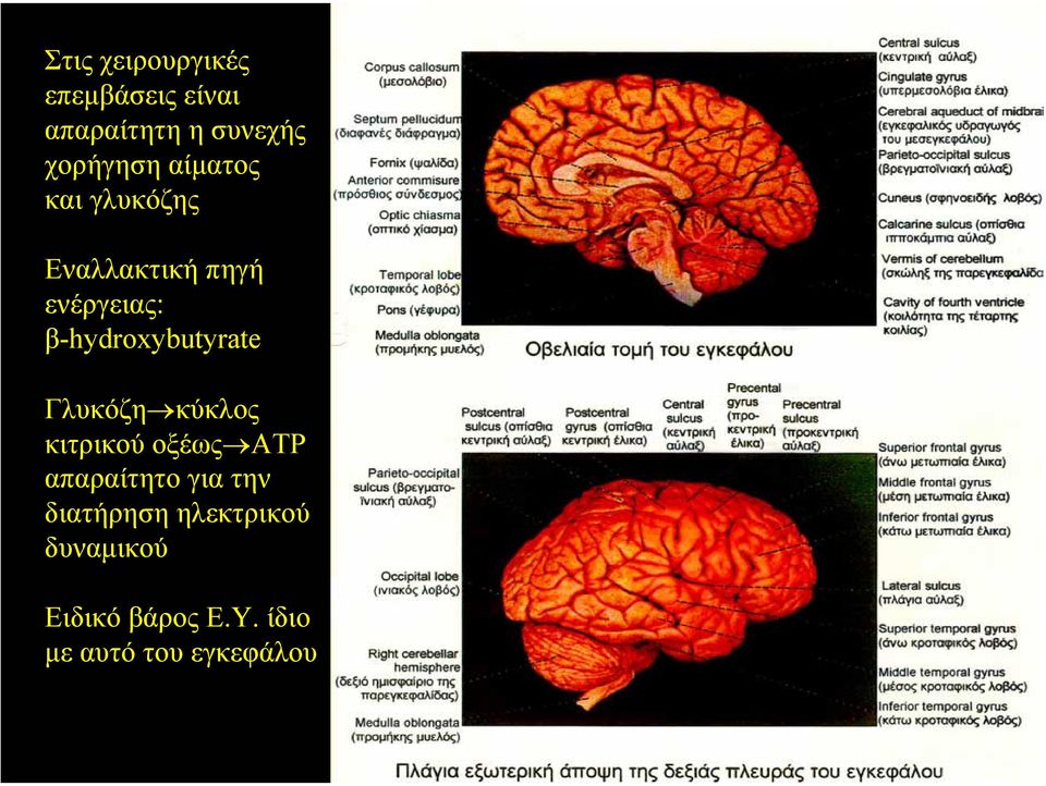 β-hydroxybutyrate Γλυκόζη κύκλος κιτρικού οξέως ATP απαραίτητο