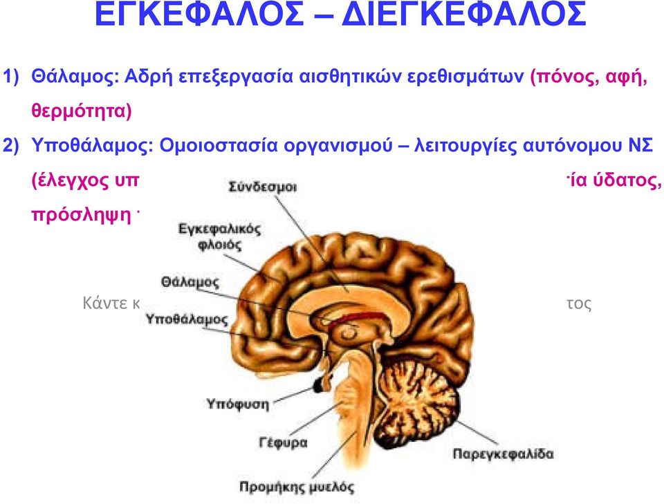 αυτόνομου ΝΣ (έλεγχος υπόφυσης, μεταβολισμός, θερμοκρασία, ισορροπία ύδατος,