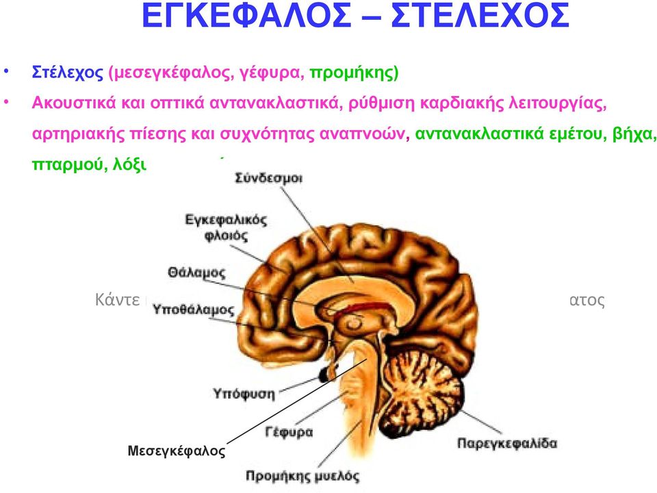 συχνότητας αναπνοών, αντανακλαστικά εμέτου, βήχα, πταρμού, λόξυγγα,