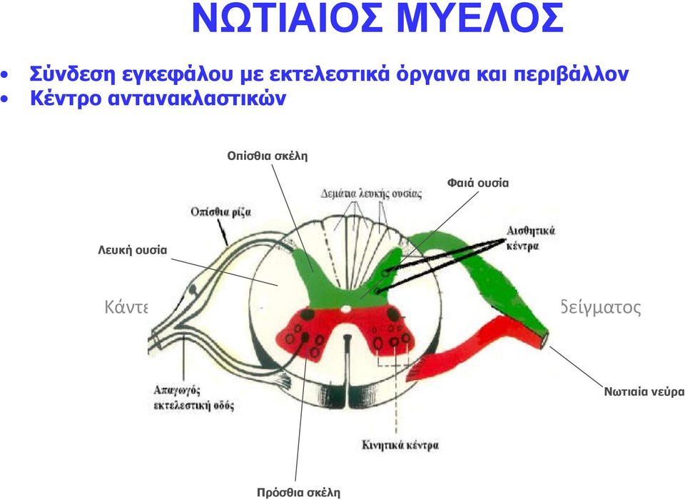 Φαιά ουσία Λευκή ουσία Κάντε κλικ για να επεξεργαστείτε