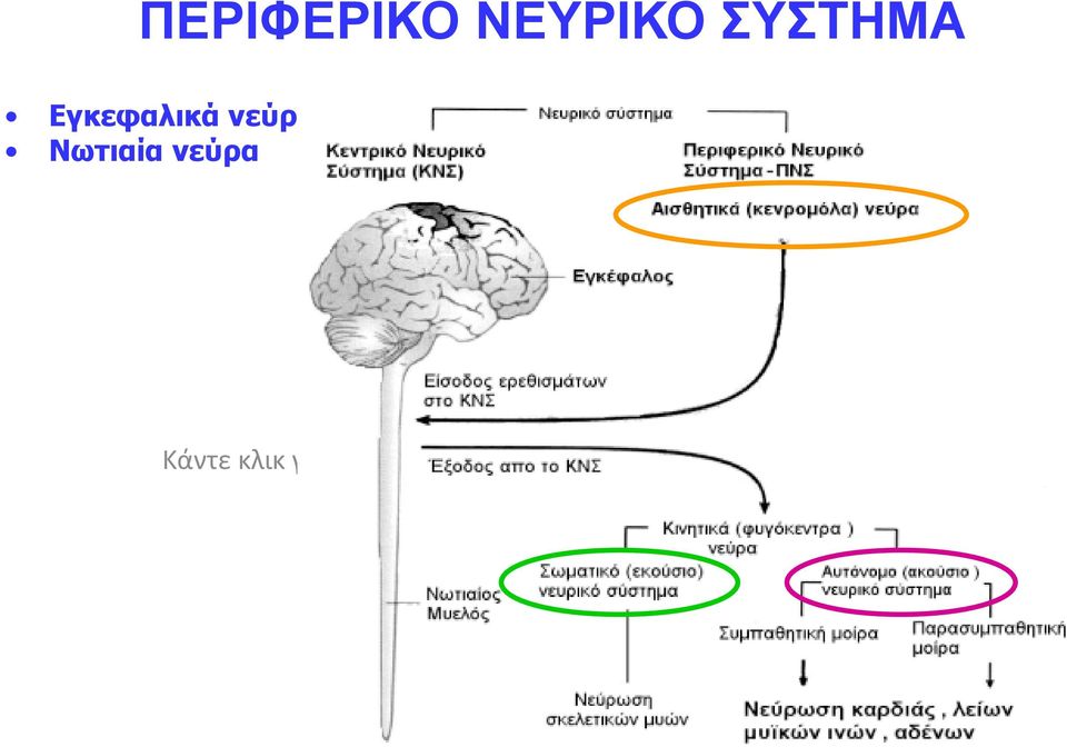 νεύρα Κάντε κλικ για να