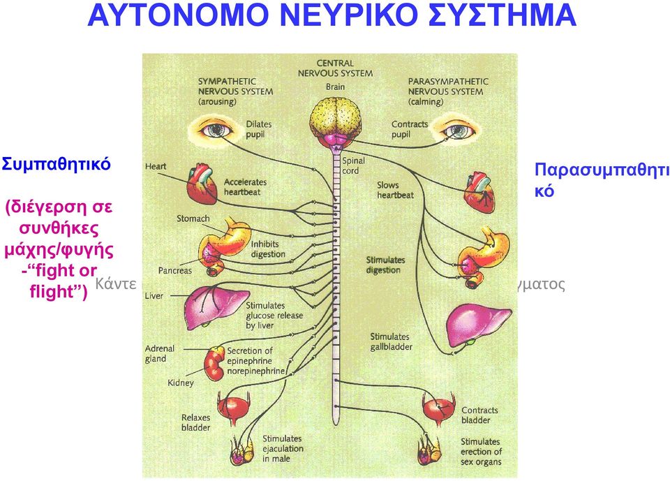 μάχης/φυγής - fight or flight ) Κάντε κλικ