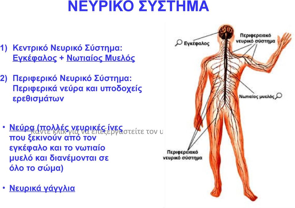 (πολλές νευρικές ίνες κλικ για να επεξεργαστείτε τον υπότιτλο του υποδείγματος που