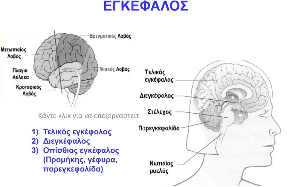 υποδείγματος 1) Τελικός εγκέφαλος 2)