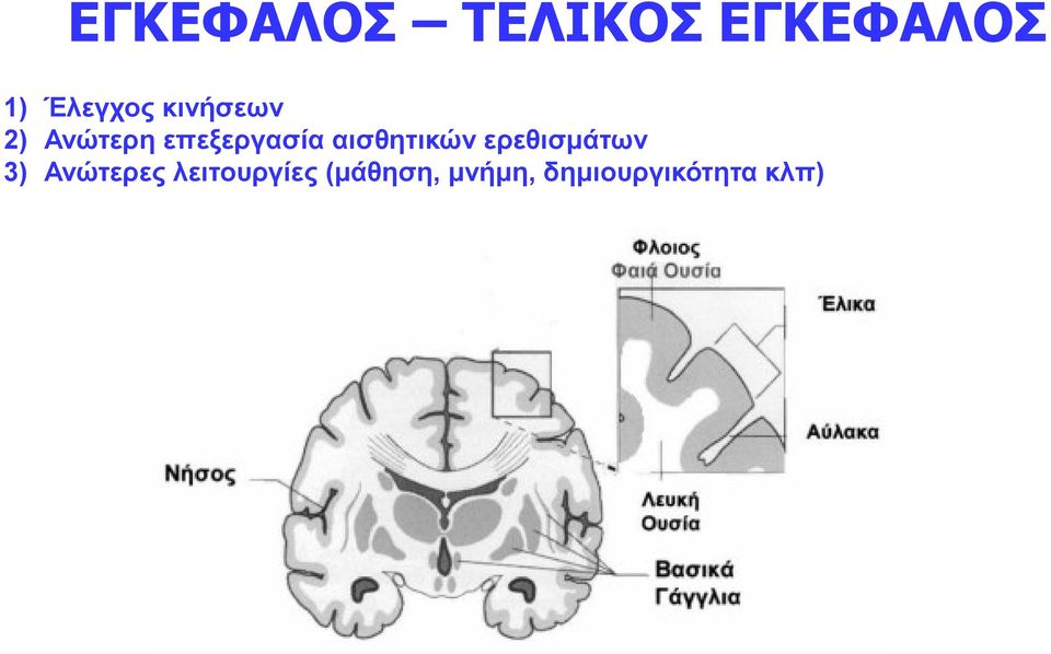 λειτουργίες (μάθηση, μνήμη, δημιουργικότητα κλπ) Κάντε