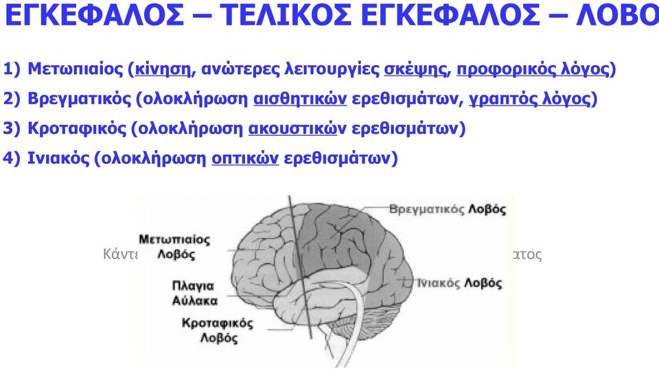 γραπτός λόγος) 3) Κροταφικός (ολοκλήρωση ακουστικών ερεθισμάτων) 4) Ινιακός