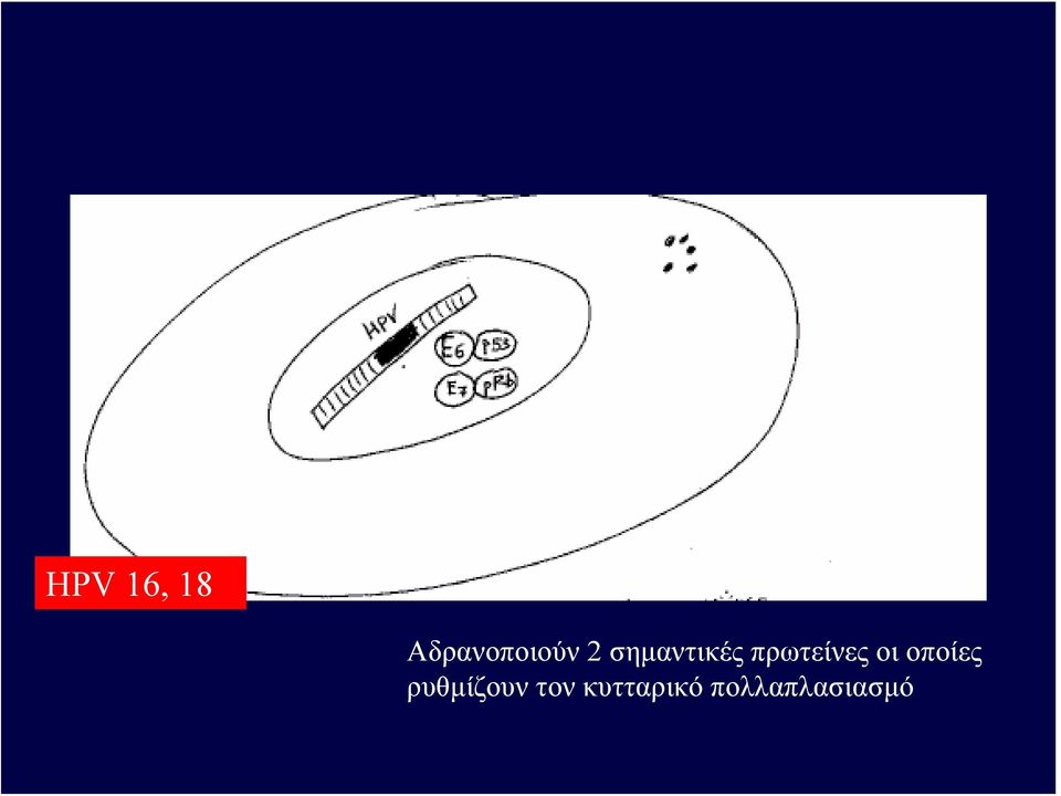 οι οποίες ρυθμίζουν τον