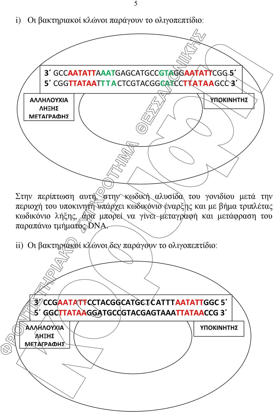 έναρξης και με βήμα τριπλέτας κωδικόνιο λήξης, άρα μπορεί να γίνει μεταγραφή και μετάφραση του παραπάνω τμήματος DNA.