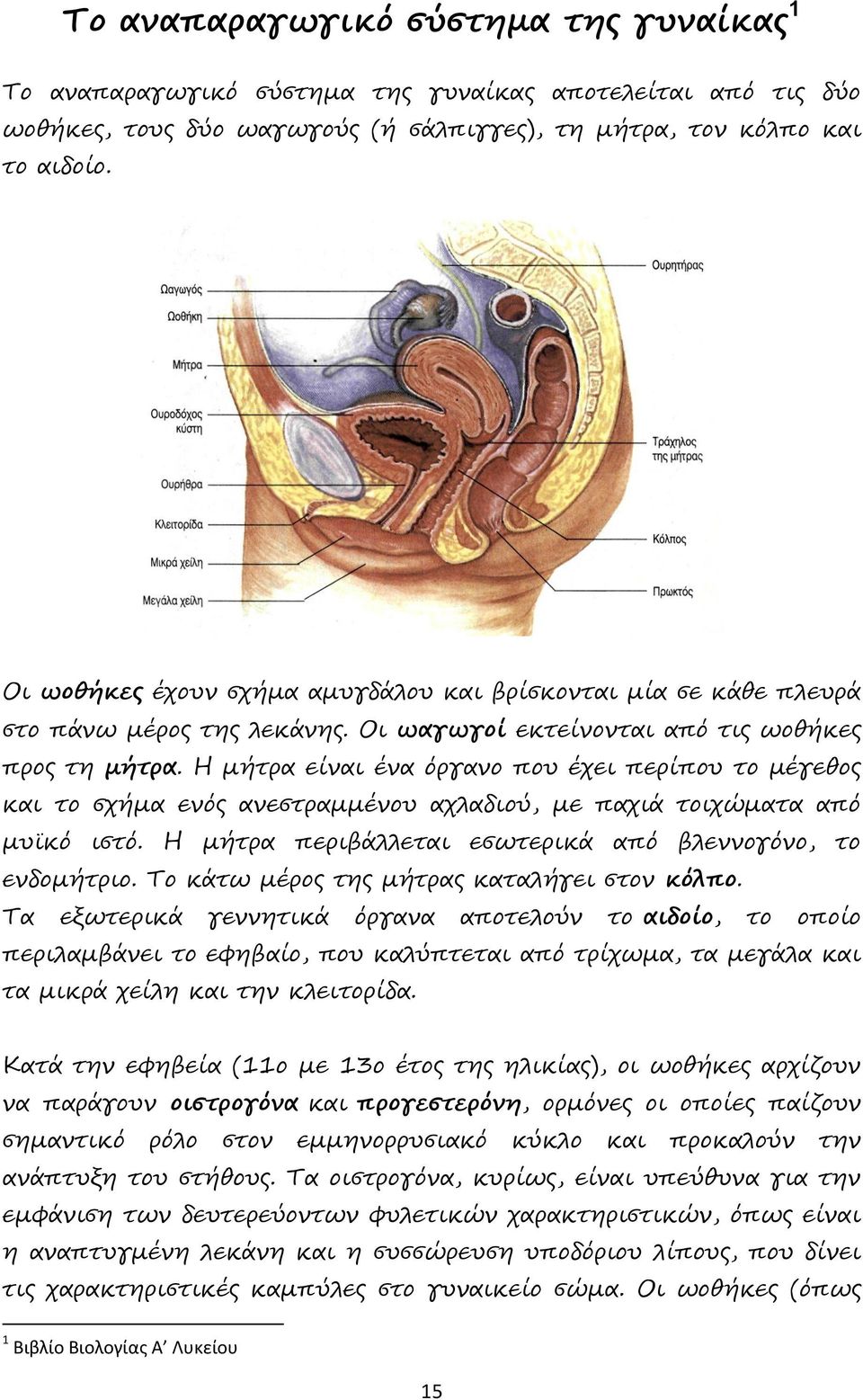 Η μήτρα είναι ένα όργανο που έχει περίπου το μέγεθος και το σχήμα ενός ανεστραμμένου αχλαδιού, με παχιά τοιχώματα από μυϊκό ιστό. Η μήτρα περιβάλλεται εσωτερικά από βλεννογόνο, το ενδομήτριο.