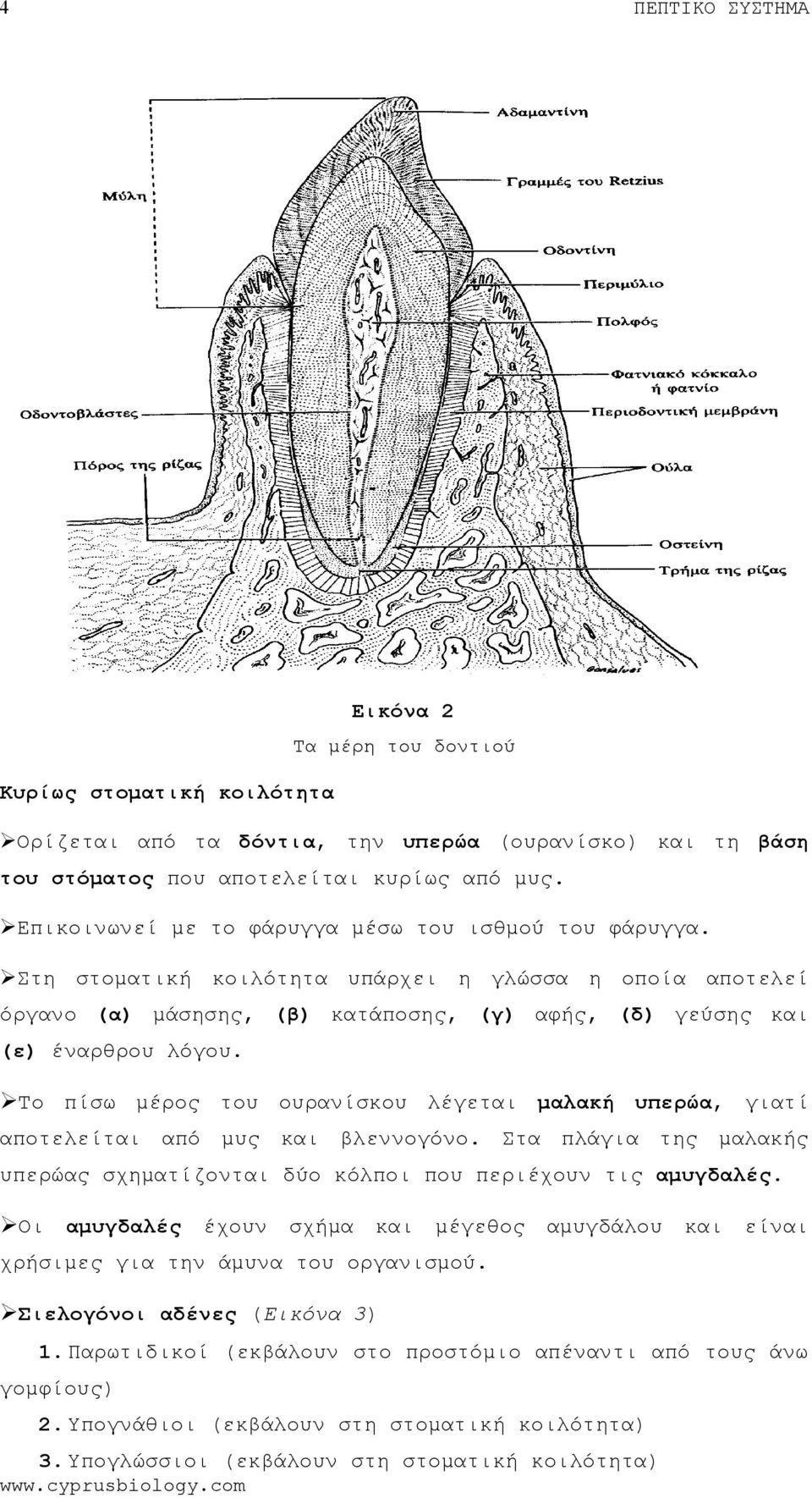 Το πίσω μέρος ουρανίσκου λέγεται μαλακή υπερώα, γιατί αποτελείται μυς βλεννογόνο. Στα πλάγια της μαλακής υπερώας σχηματίζονται δύο κόλποι που περιέχουν τις αμυγδαλές.