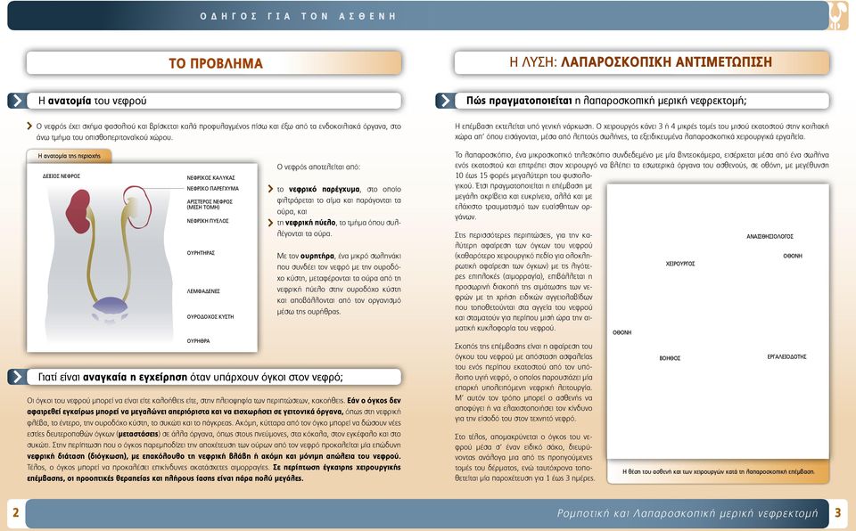 H ανατοµία της περιοχής ΔEΞIOΣ NEΦPOΣ NEΦPIKOΣ KAΛYKAΣ NEΦPIKO ΠΑΡΕΓΧΥΜΑ APIΣTEPOΣ NEΦPOΣ (MEΣH TOMH) NEΦPIKH ΠYEΛOΣ OYPHTHPAΣ ΛEMΦAΔENEΣ OΥPOΔOXOΣ KYΣTH OYPHΘPA Ο νεφρός αποτελείται από: το νεφρικό