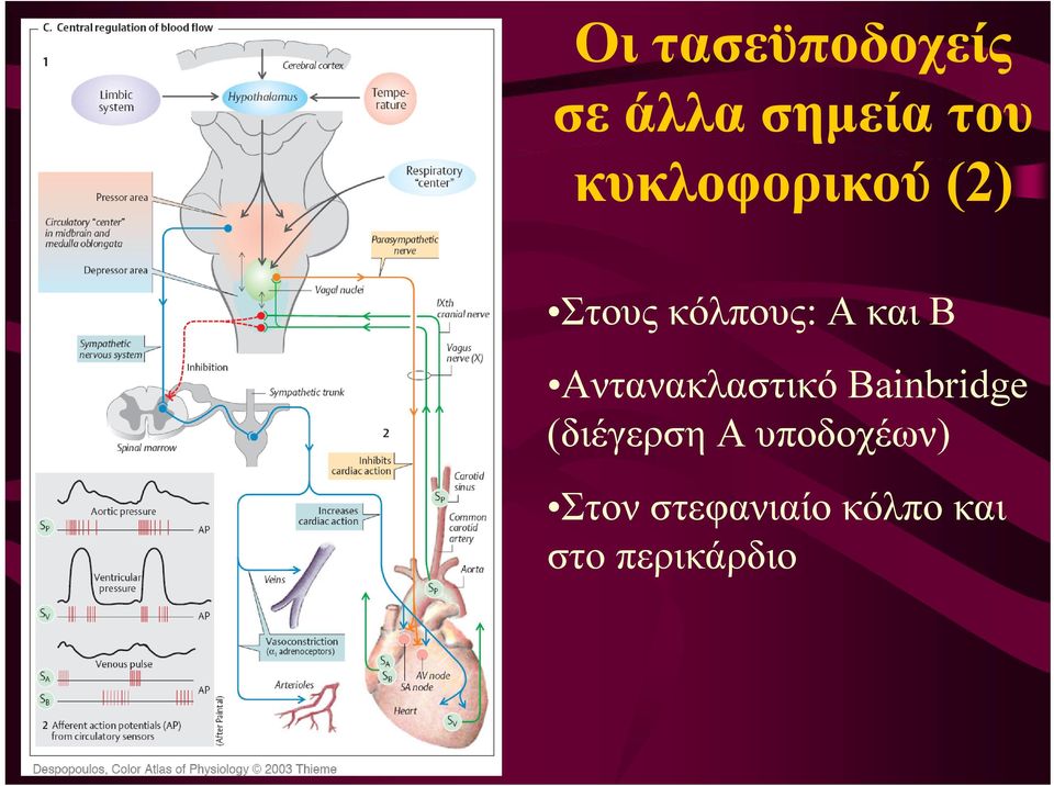 Αντανακλαστικό Bainbridge (διέγερση Α