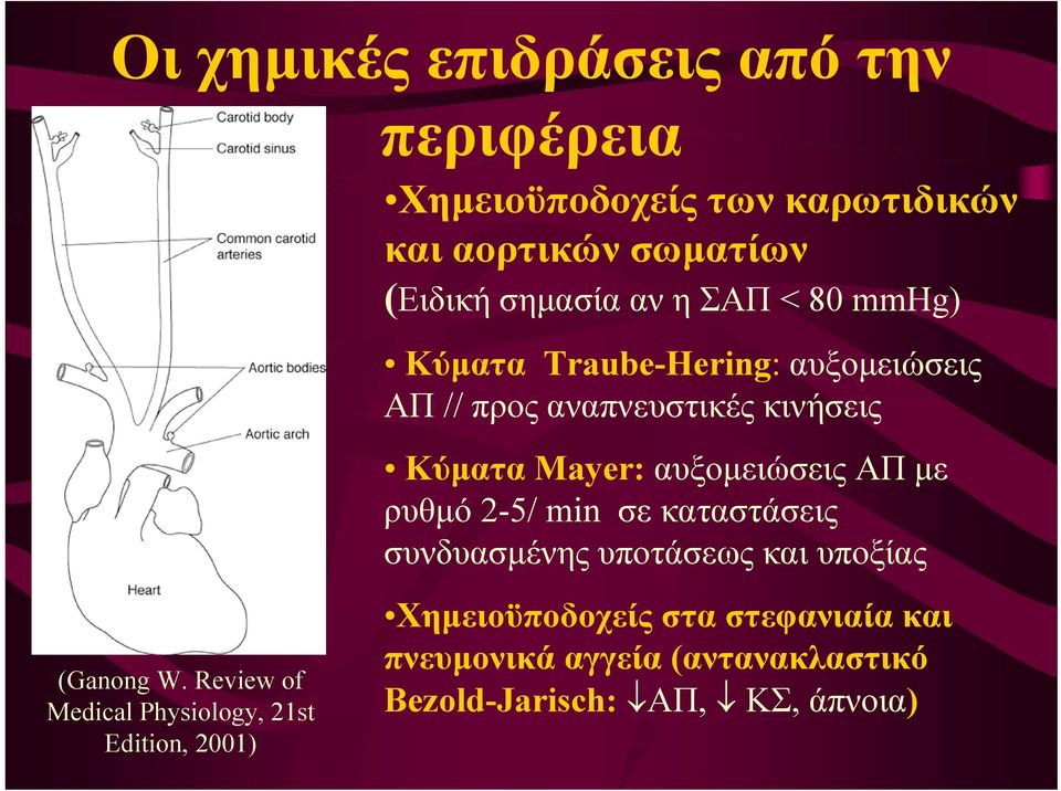 ΑΠ με ρυθμό 2-5/ min σε καταστάσεις συνδυασμένης υποτάσεως και υποξίας (Ganong W.