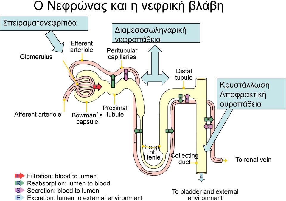 Αποφρακτική ουροπάθεια Loop of Henle Collecting duct To renal vein F R S E Filtration: blood to lumen