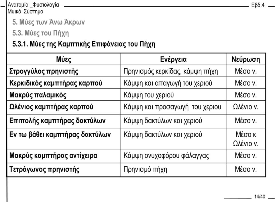 Κερκιδικός καµπτήρας καρπού Κάµψη και απαγωγή του χεριού Μέσο ν. Μακρύς παλαµικός Κάµψη του χεριού Μέσο ν.