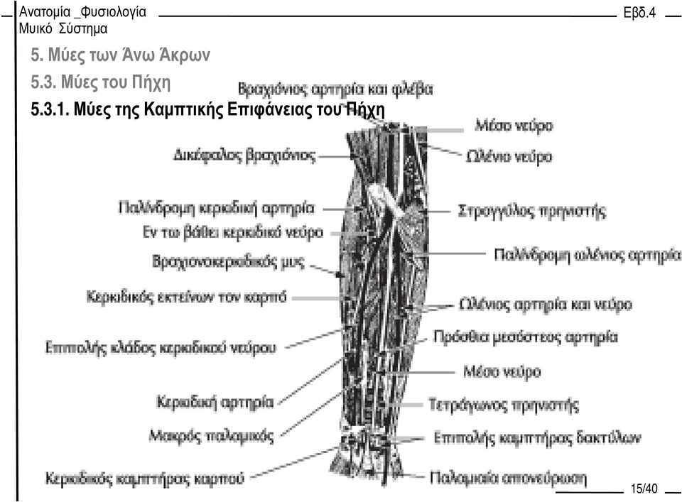 Μύες της Καµπτικής