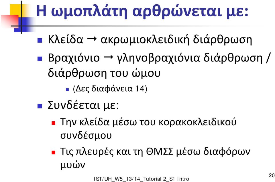 Συνδέεται με: Την κλείδα μέσω του κορακοκλειδικού συνδέσμου Τις