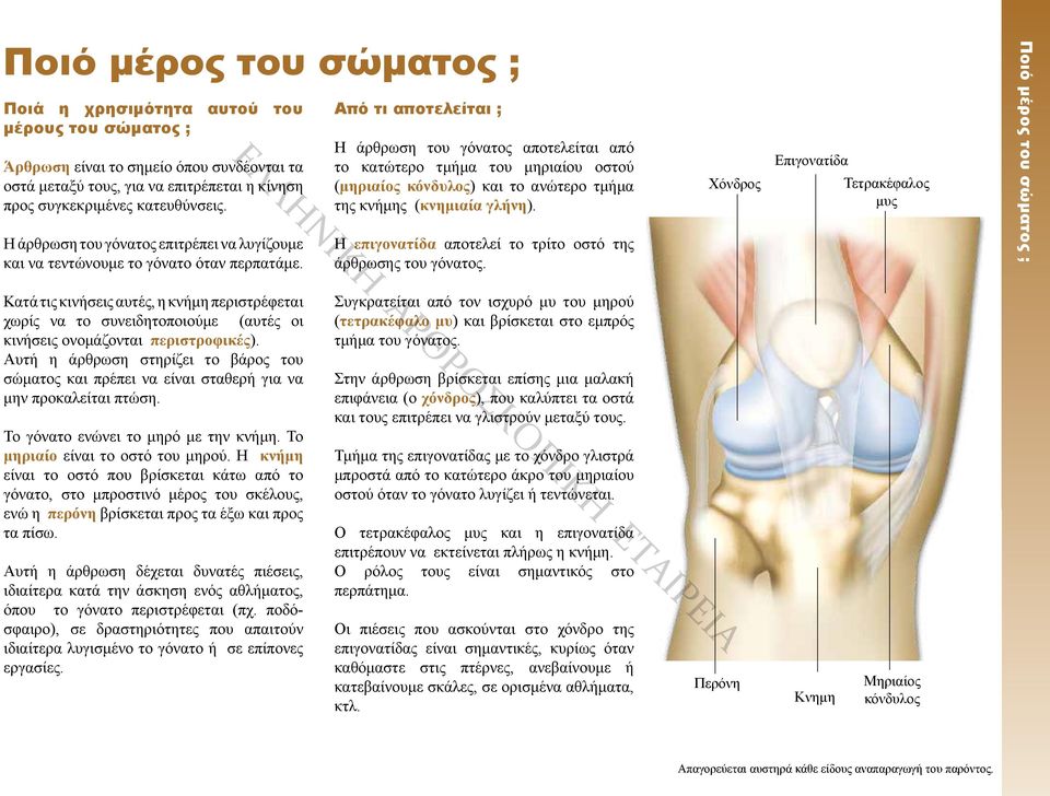 Χόνδρος Επιγονατίδα Τετρακέφαλος μυς Η άρθρωση του γόνατος επιτρέπει να λυγίζουμε και να τεντώνουμε το γόνατο όταν περπατάμε. Η επιγονατίδα αποτελεί το τρίτο οστό της άρθρωσης του γόνατος.