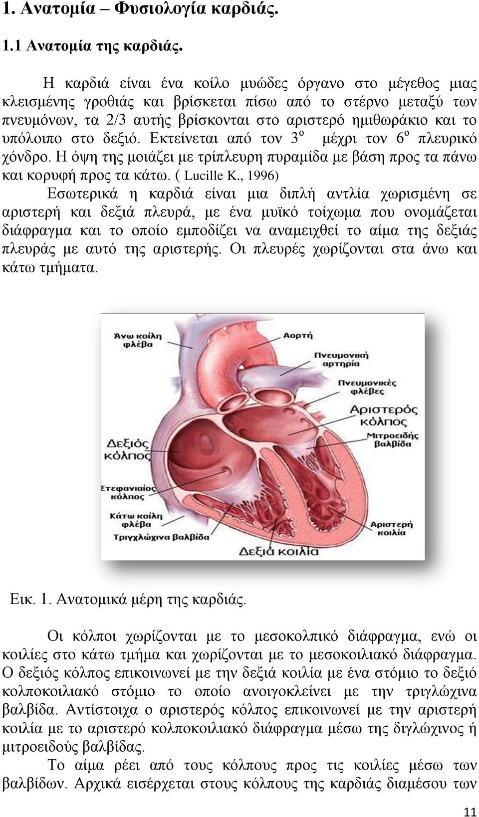 δεξιό. Εκτείνεται από τον 3 ο μέχρι τον 6 ο πλευρικό χόνδρο. Η όψη της μοιάζει με τρίπλευρη πυραμίδα με βάση προς τα πάνω και κορυφή προς τα κάτω. ( Lucille K.