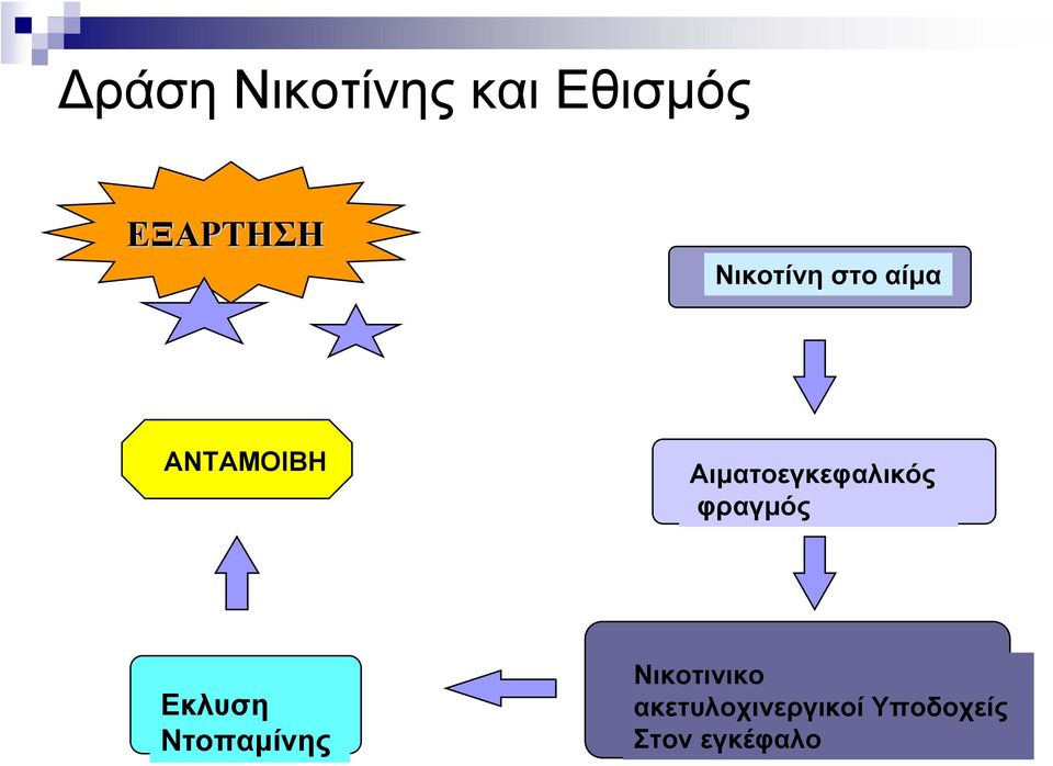 Αιματοεγκεφαλικός φραγμός Εκλυση