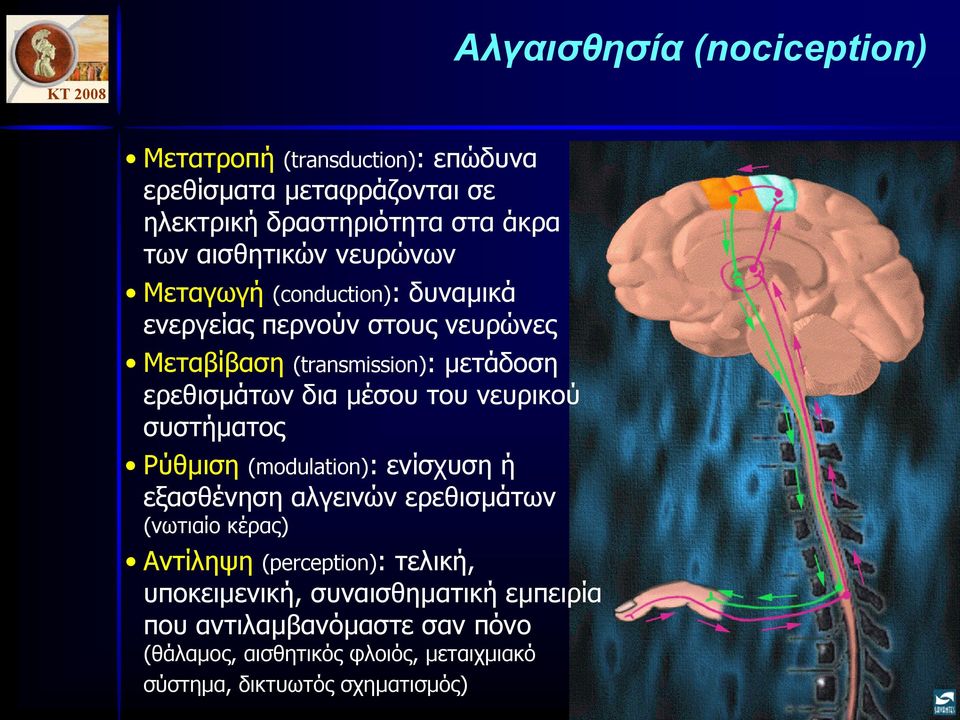 νευρικού συστήµατος Ρύθµιση (modulation): ενίσχυση ή εξασθένηση αλγεινών ερεθισµάτων (νωτιαίο κέρας) Αντίληψη (perception): τελική,