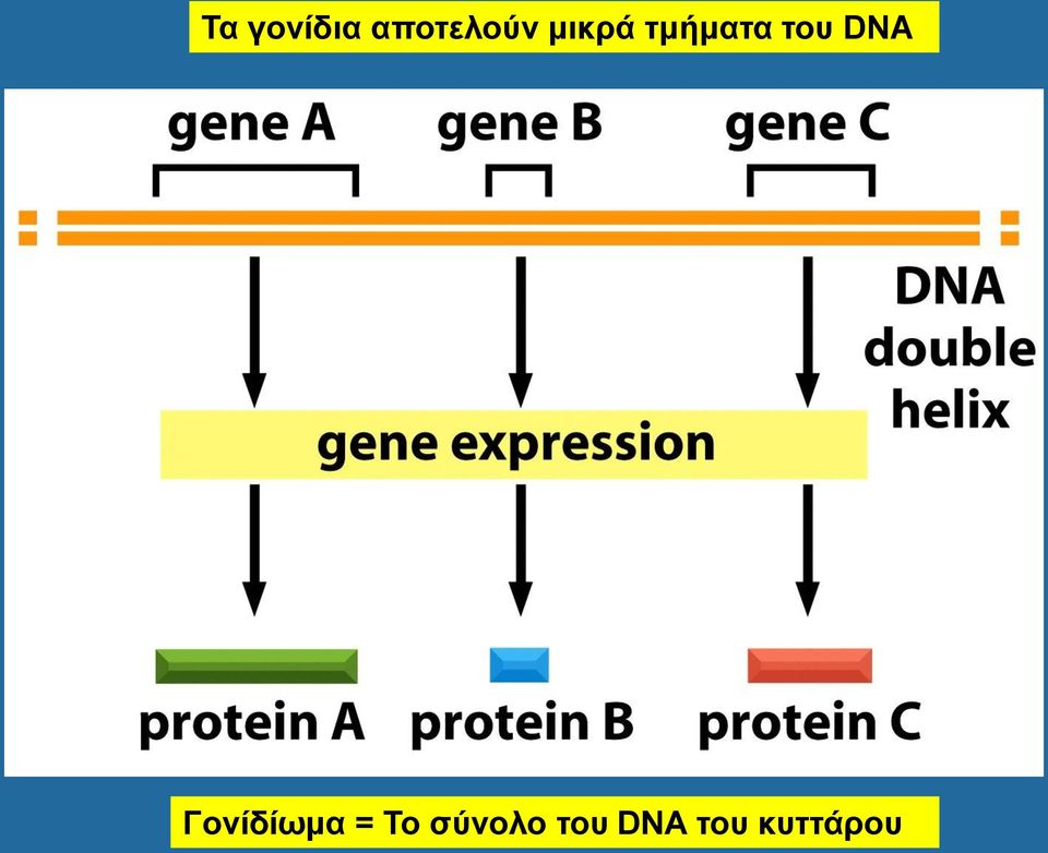 Γονίδίωμα = Το σύνολο