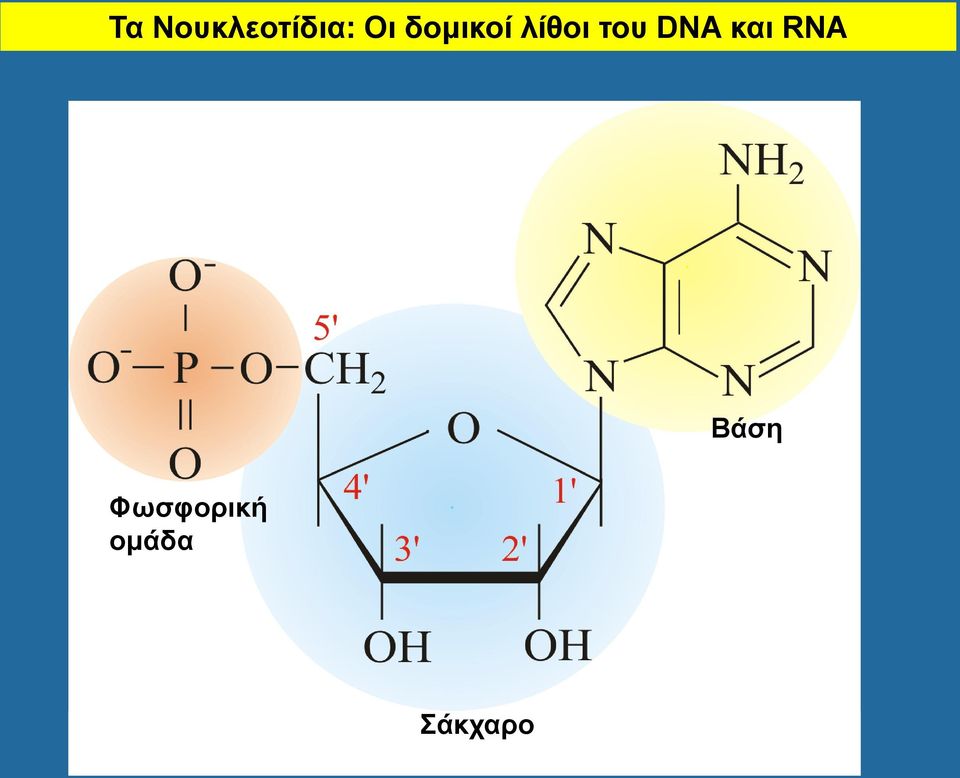 DNA και RNA Βάση