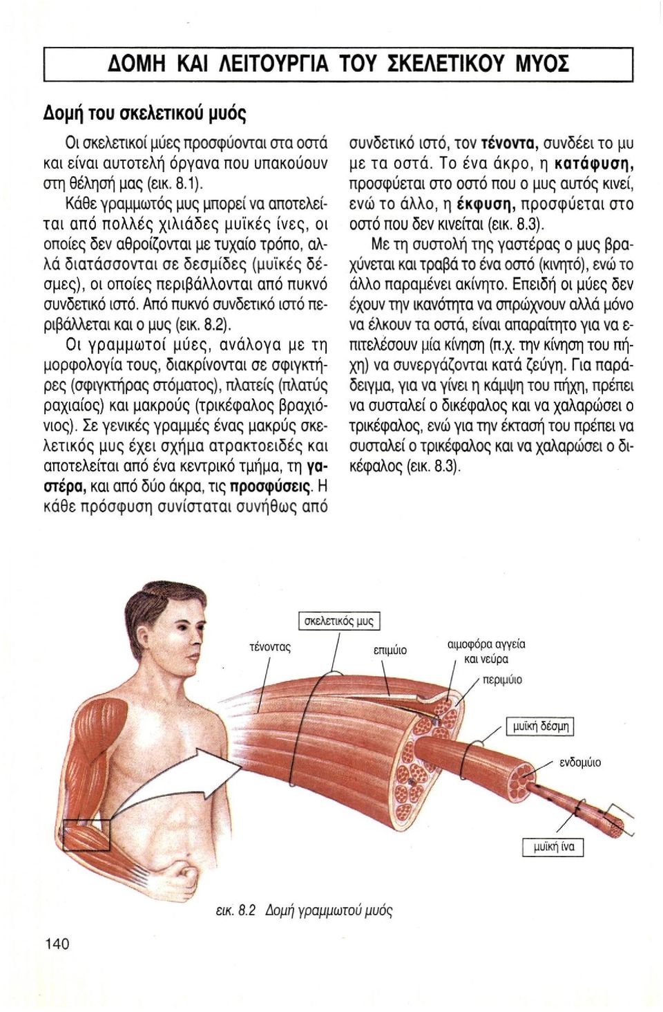 συνδετικό ιστό. Από πυκνό συνδετικό ιστό περιβάλλεται και ο μυς (εικ. 8.2).