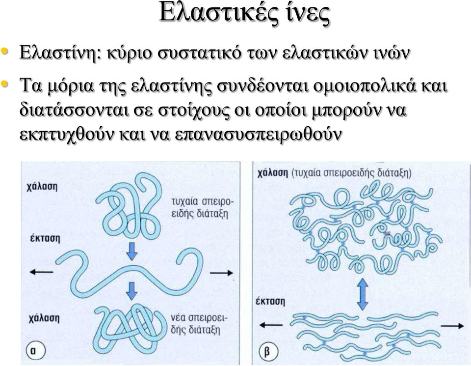 συνδέονται ομοιοπολικά και διατάσσονται σε