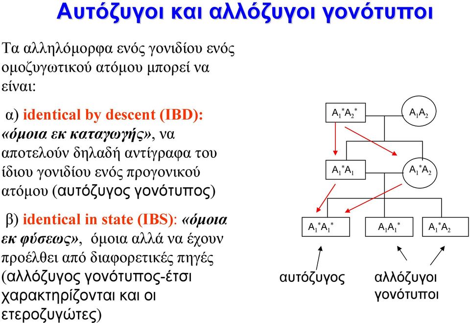 Α 2 * Α 1 Α 2 Α 1 * Α 1 Α 1 * Α 2 β) identical in state (IBS): «όµοια εκ φύσεως», όµοια αλλά να έχουν προέλθει από διαφορετικές