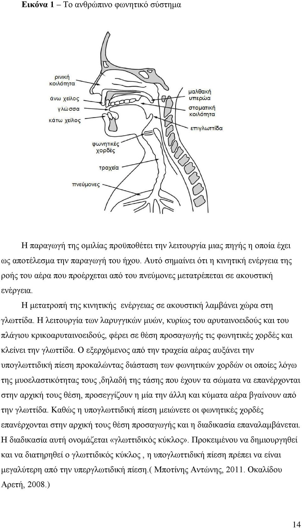 Η μετατροπή της κινητικής ενέργειας σε ακουστική λαμβάνει χώρα στη γλωττίδα.