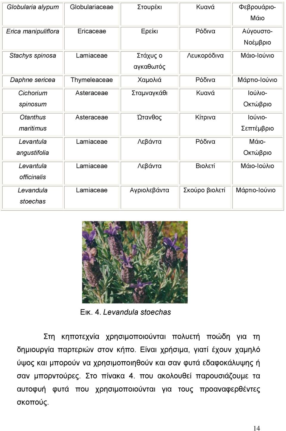 Οκτώβριο Asteraceae Ώτανθος Κίτρινα Ιούνιο- Σεπτέμβριο Lamiaceae Λεβάντα Ρόδινα Μάιο- Οκτώβριο Lamiaceae Λεβάντα Βιολετί Μάιο-Ιούλιο Lamiaceae Αγριολεβάντα Σκούρο βιολετί Μάρτιο-Ιούνιο Εικ. 4.