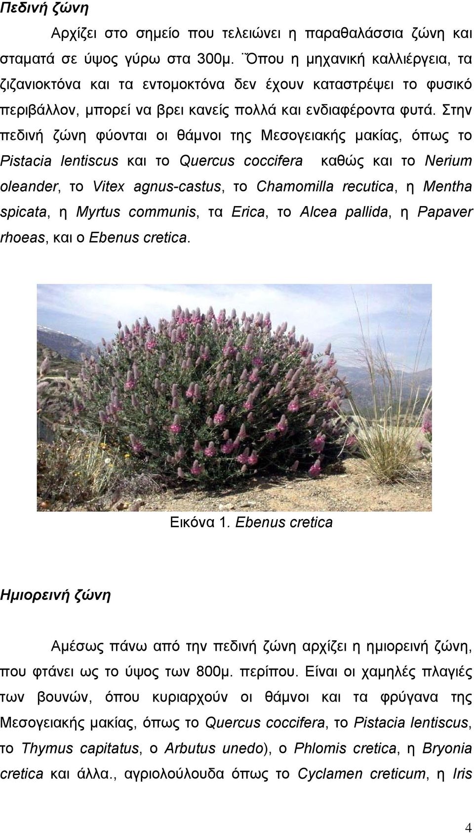 Στην πεδινή ζώνη φύονται οι θάμνοι της Μεσογειακής μακίας, όπως το Pistacia lentiscus και το Quercus coccifera καθώς και το Nerium oleander, το Vitex agnus-castus, το Chamomilla recutica, η Mentha