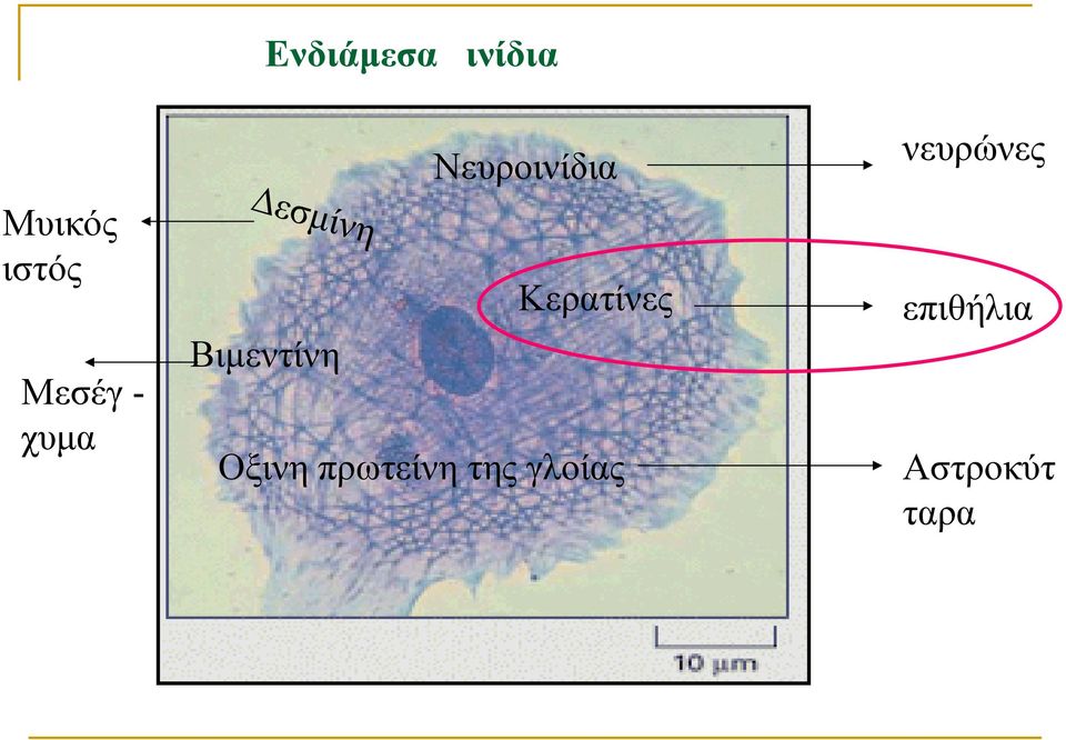 Δεσμίνη Κερατίνες Βιμεντίνη Οξινη